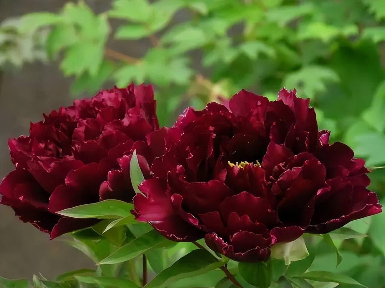 藏枝红紫色和春水绿波墨紫色牡丹欣赏