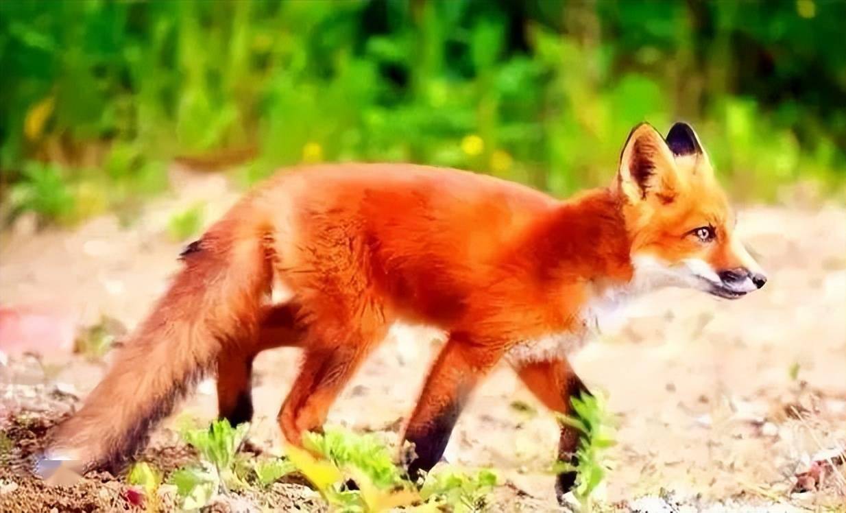 吉林延边发现火狐狸后腿受伤世界上有颜色鲜红的狐狸吗