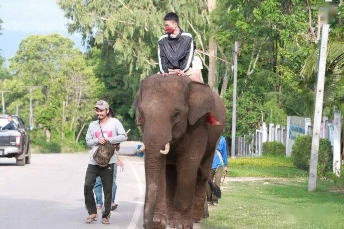 为了应对油价上涨泰国学生都骑大象来上学了