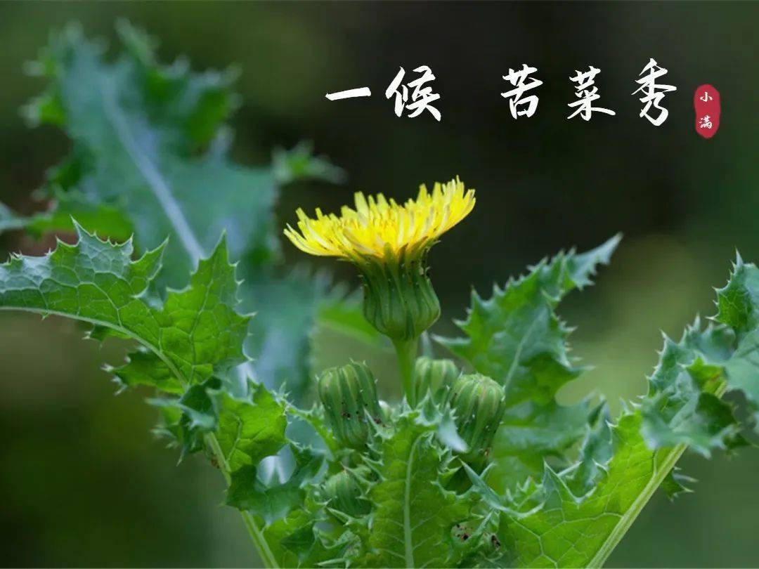 三候麦秋至二候靡草死一候苦菜秀古人将小满分为三候:也是指雨水充盈