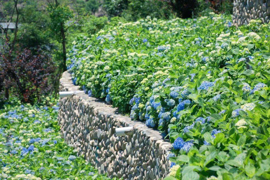 泰顺这片蓝色绣球花海太惊艳