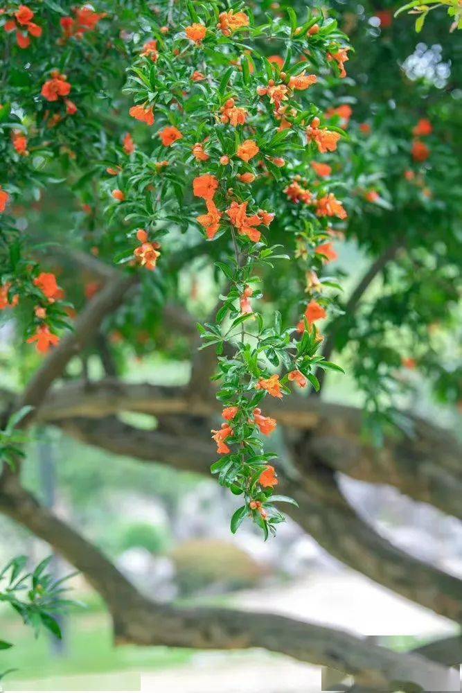 悠悠夏日长 | 五月榴花，红欲燃