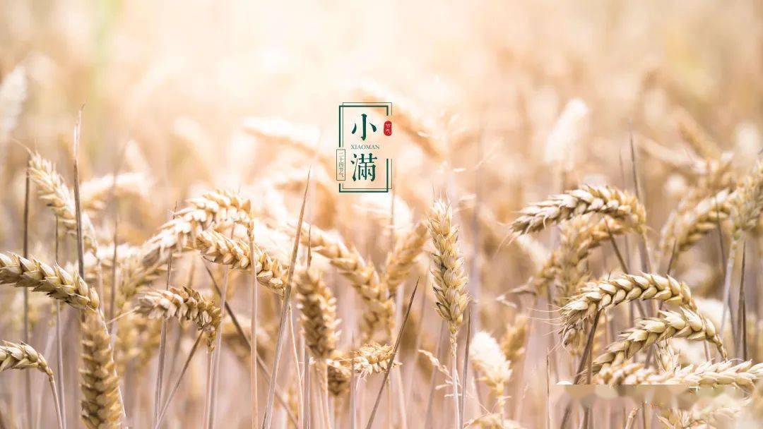 我国古代一些著作将小满分为三候:"一候苦菜秀,二候靡草死,三候麦秋至