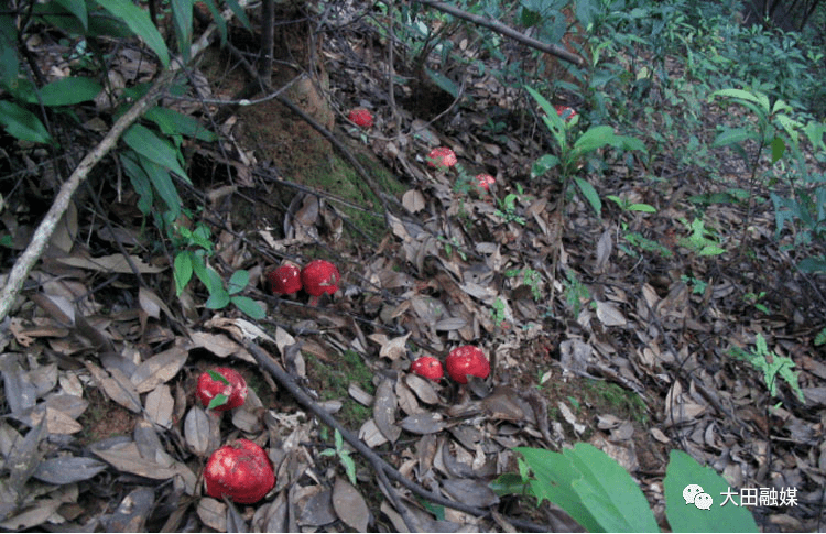 大田这片红菇山林如何管护他们这么做