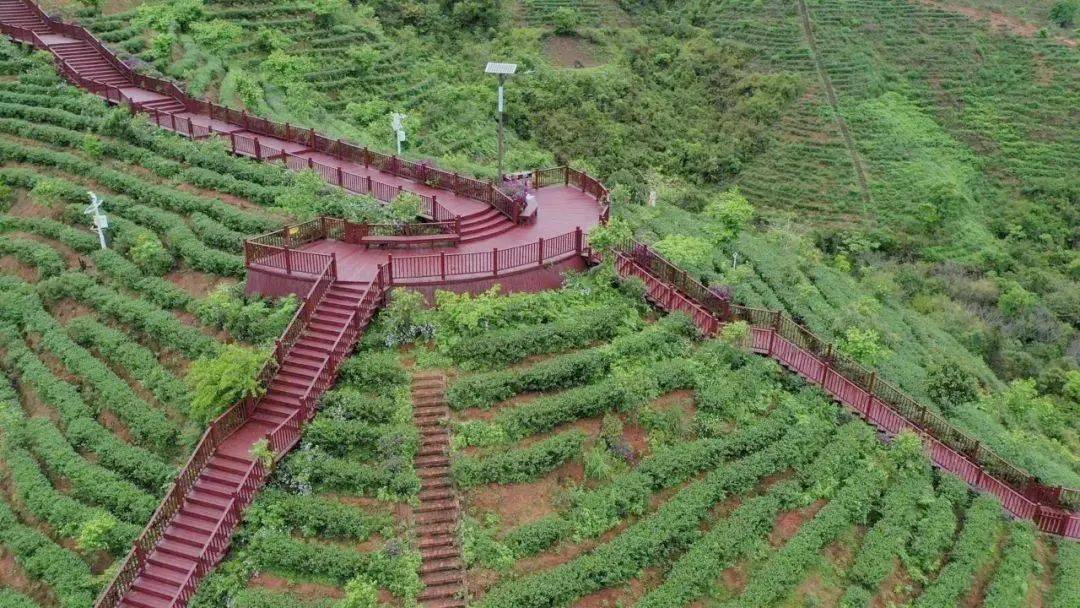 河源茶旅融合发展综合体——紫金客茶谷_茶叶_农户_产业