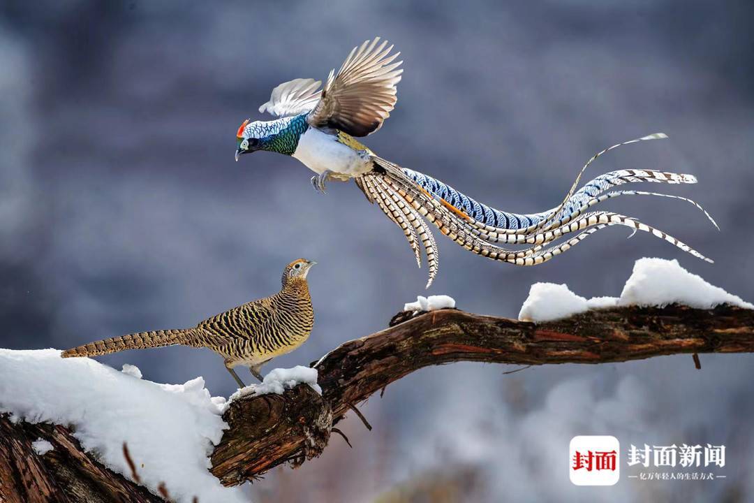 图集|聚焦野生鸟类 艾雅康:每一种鸟都有独特的美|国际生物多样性日_