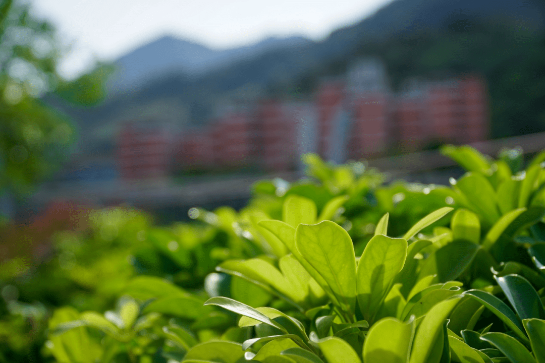校园初夏一地醉美