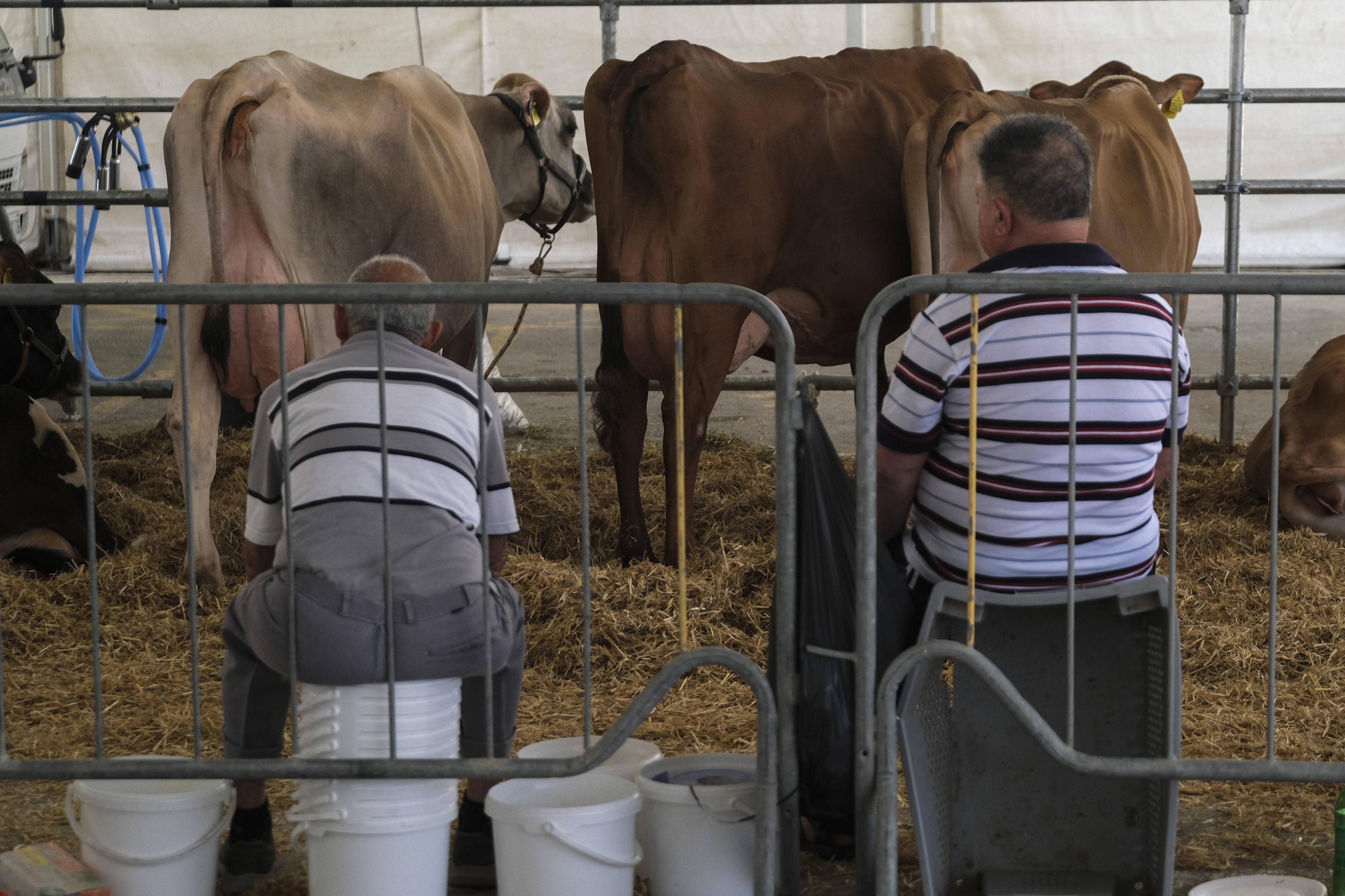 这是5月21日在马耳他塔卡里的马耳他首届农业博览会上拍摄的奶牛。