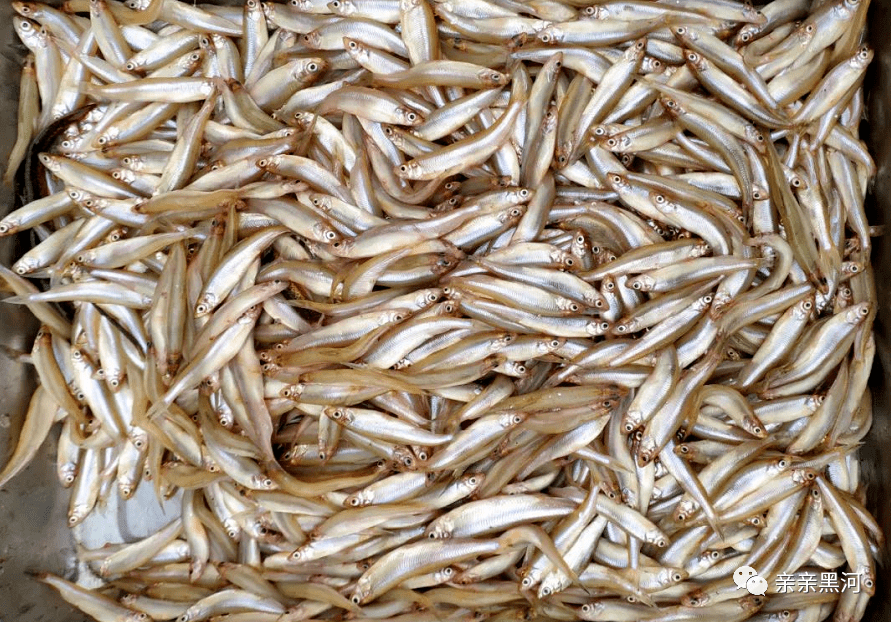 品读黑河丨开江鱼美鲜之首_黑龙江_大马哈鱼_学名