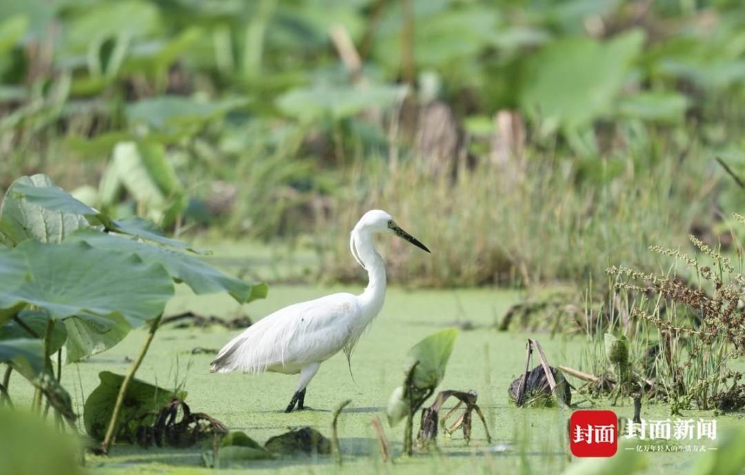 白鹭斑姬啄木鸟北红尾鸲凤头蜂鹰白头鹎灰胸竹鸡巨窗萤红嘴蓝鹊枯叶