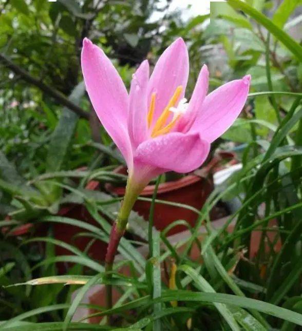 风雨花真实图片