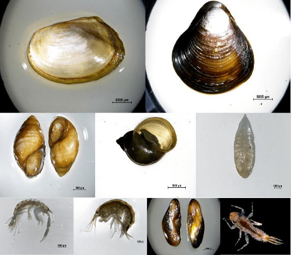 逐渐具备从浮游植物,浮游动物,底栖动物到大型水生植