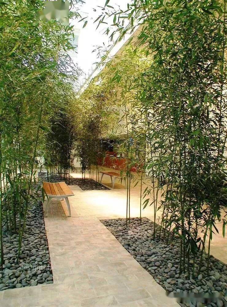 禅意庭院一定会种一片竹