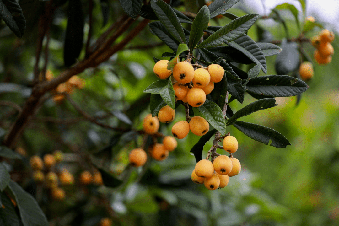 走进阳基村枇杷林,如鸡蛋般大小的枇杷将树枝压弯了腰,黄澄澄的果实