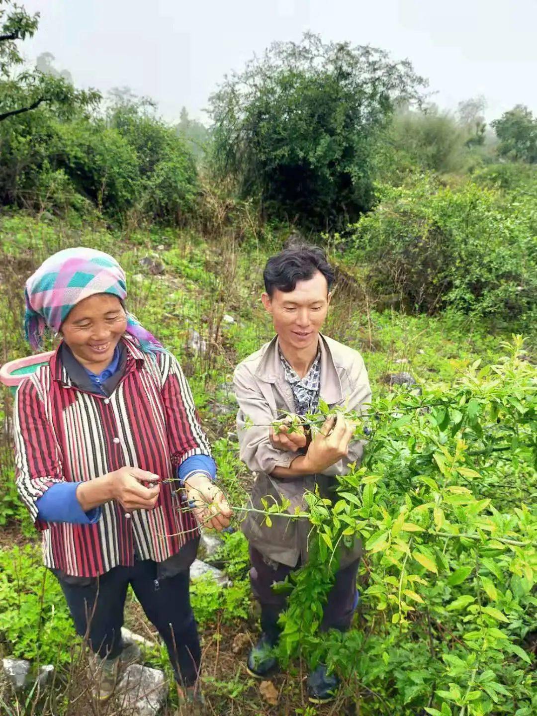 "今年我们村两委积极促成村里的加工厂收购青刺果籽籽,用来榨成青刺果