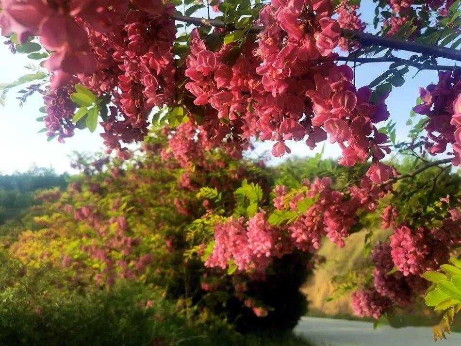 清水：槐林五月漾琼花郁郁芬芳醉万家