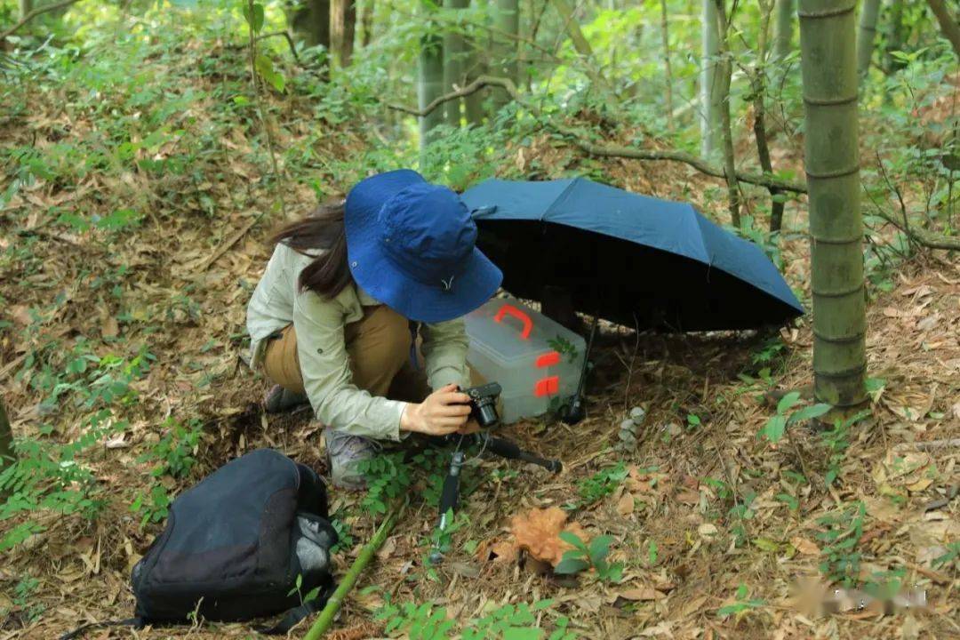 四季黄山相约夏天生物多样性看黄山黄山调查发现大型真菌421种