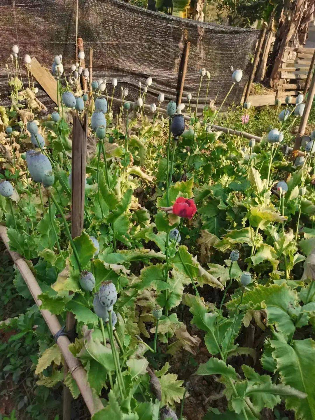 央视聚焦菜园内种罂粟食不得