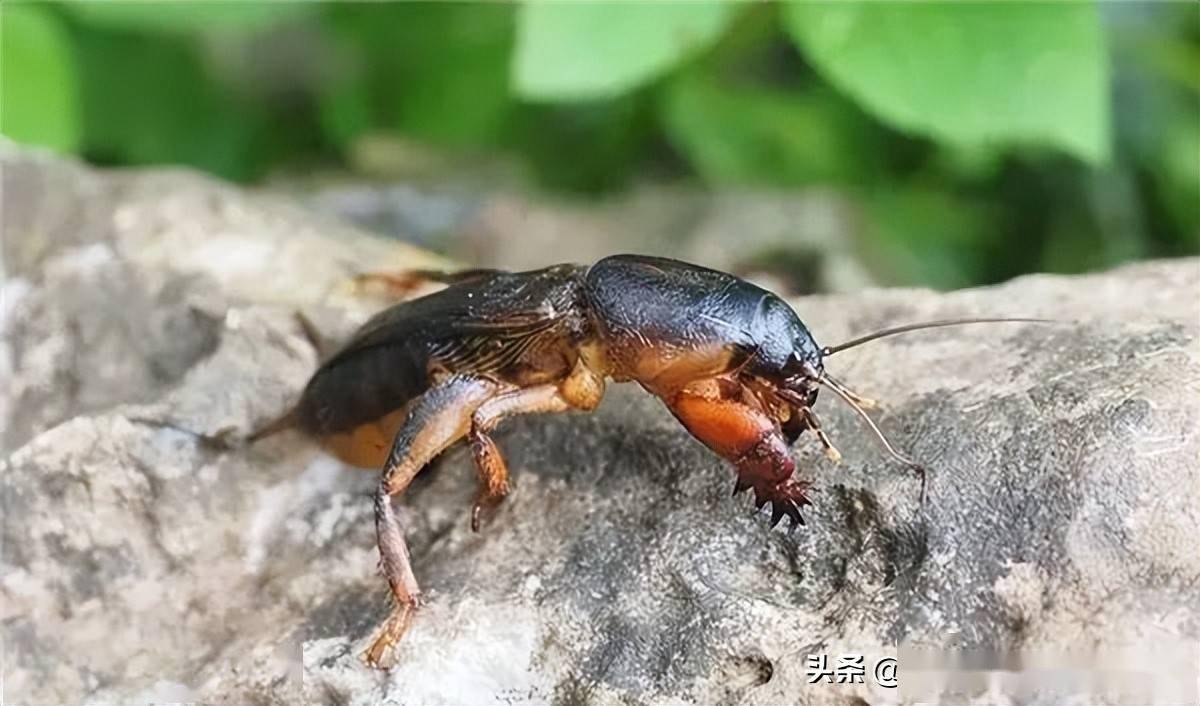 螻蛄為害高峰期這幾個防治辦法效果好