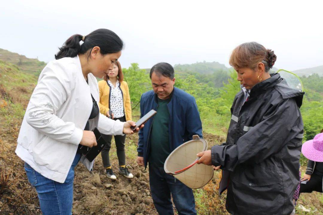 【奢香故里党旗红】大方县黄泥塘镇:党支部引领刺梨套种南瓜"套"出