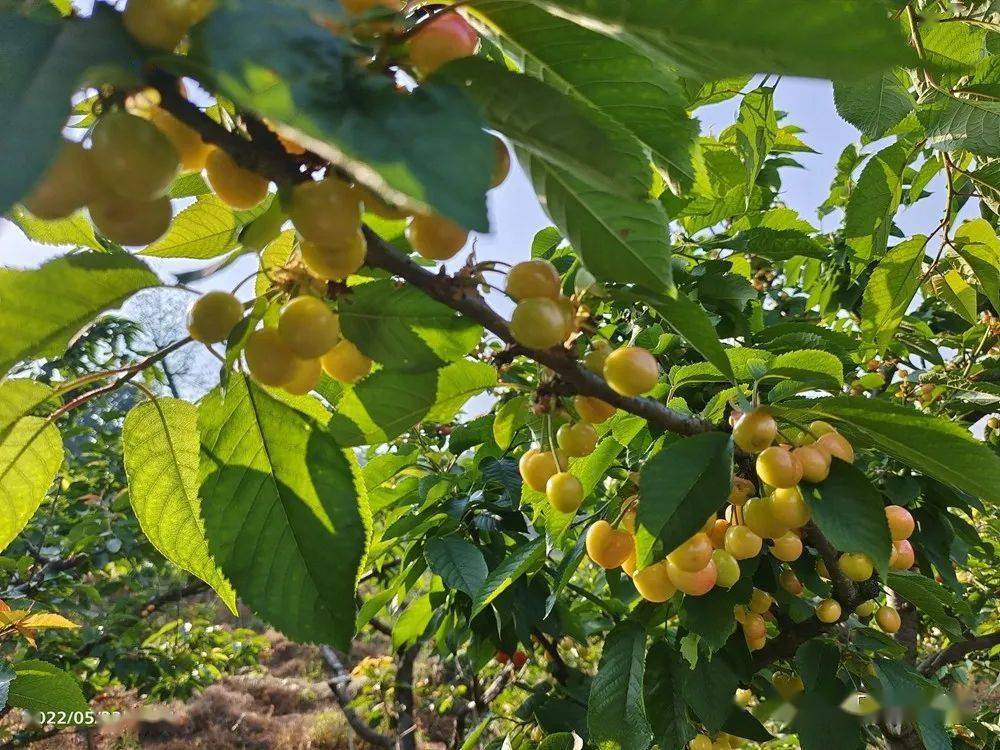 鄭龍華_鐵爐村_池窪