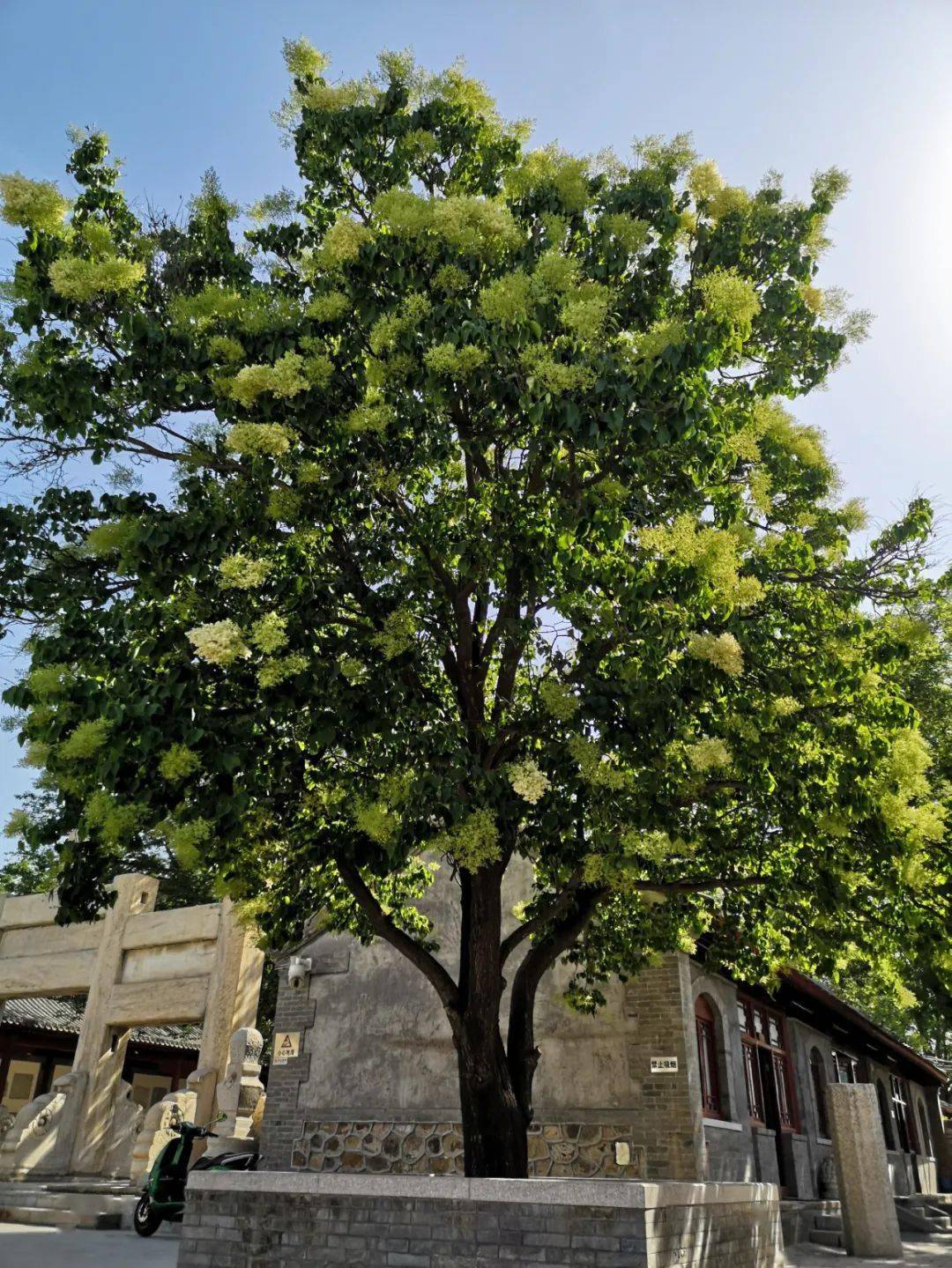 探秘石景山区石刻文物园系列第二十二期暴马丁香