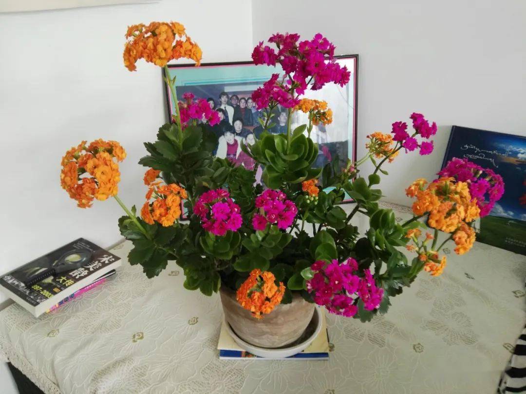 而那盆竹节海棠就留在了州上.