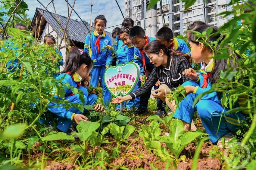 将课堂搬进劳动基地小学生校园体验农耕文化