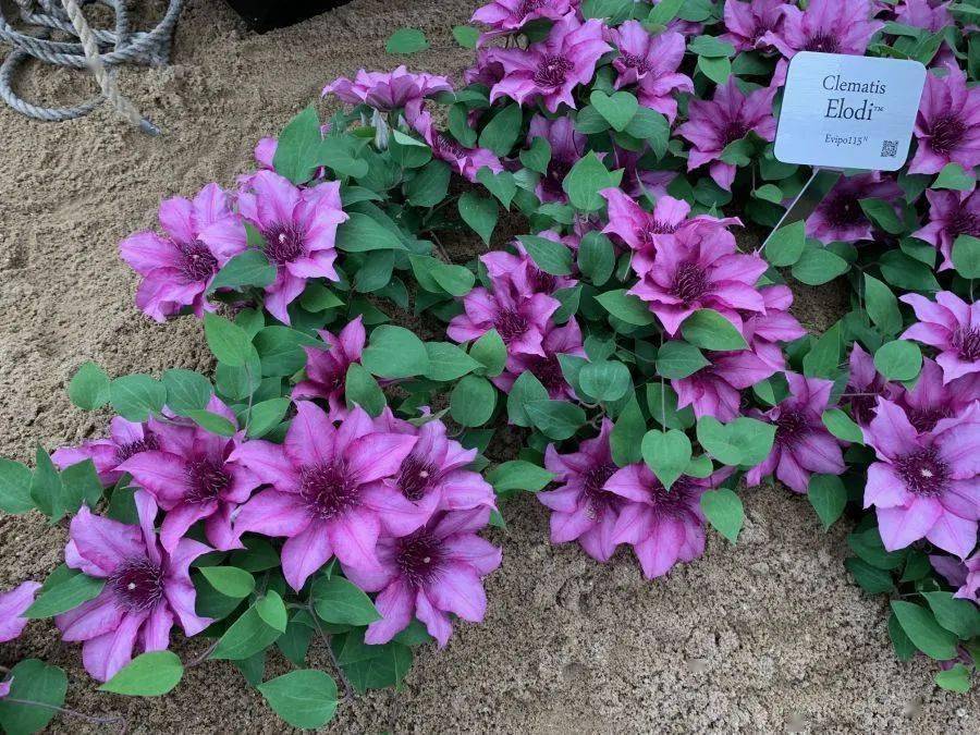 属于阳台党的神仙铁线莲,轻松开出一片繁星_许愿星_艾维森_切尔西