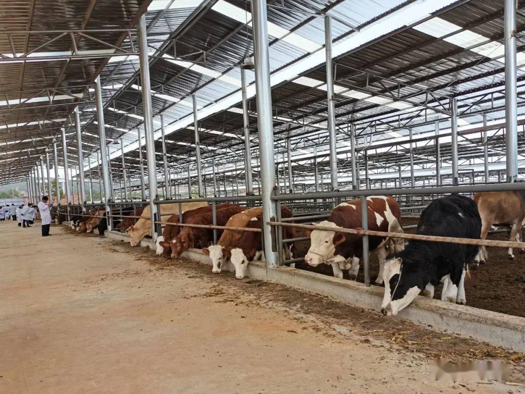 会理十里牌万头肉牛循环养殖园计划总投资3亿元养牛达10000头年产值达