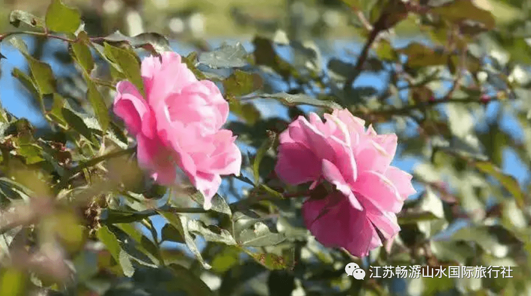 丹阳散客旅游联盟5月2829日句容天下玫景赏花得撒豆腐村纯玩一日游69