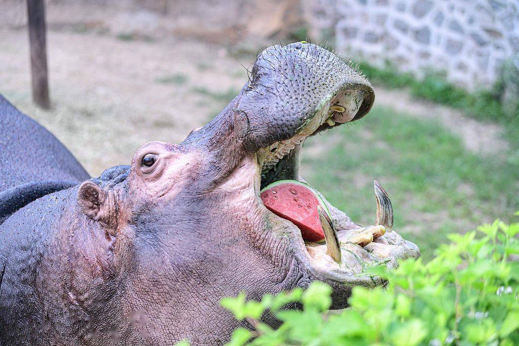 山東煙臺動物園,一隻環尾狐猴正在吃西瓜.初陽/視覺中國