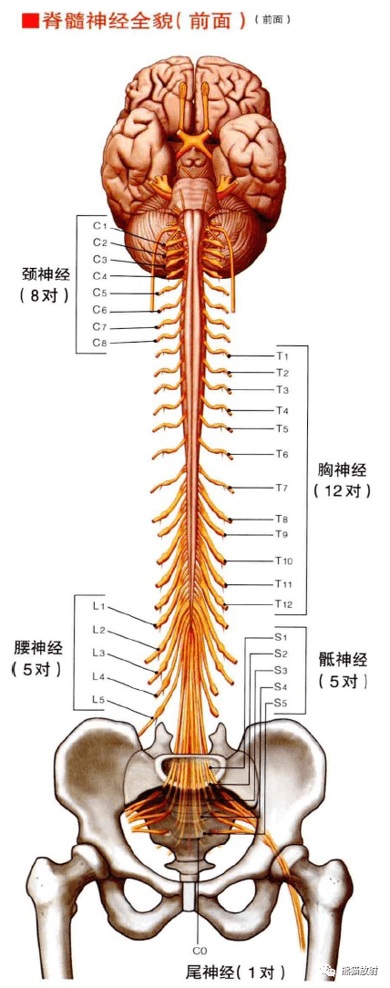 3d解剖丨内分泌系统神经系统