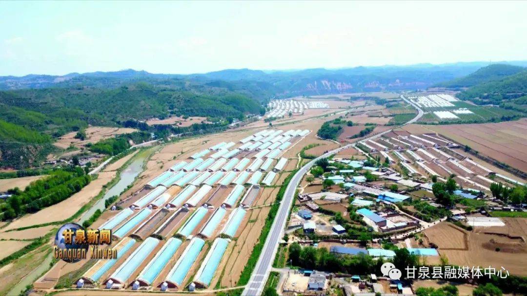 甘泉县石门镇南沟门村葡萄挂满枝头幸福挂满笑脸