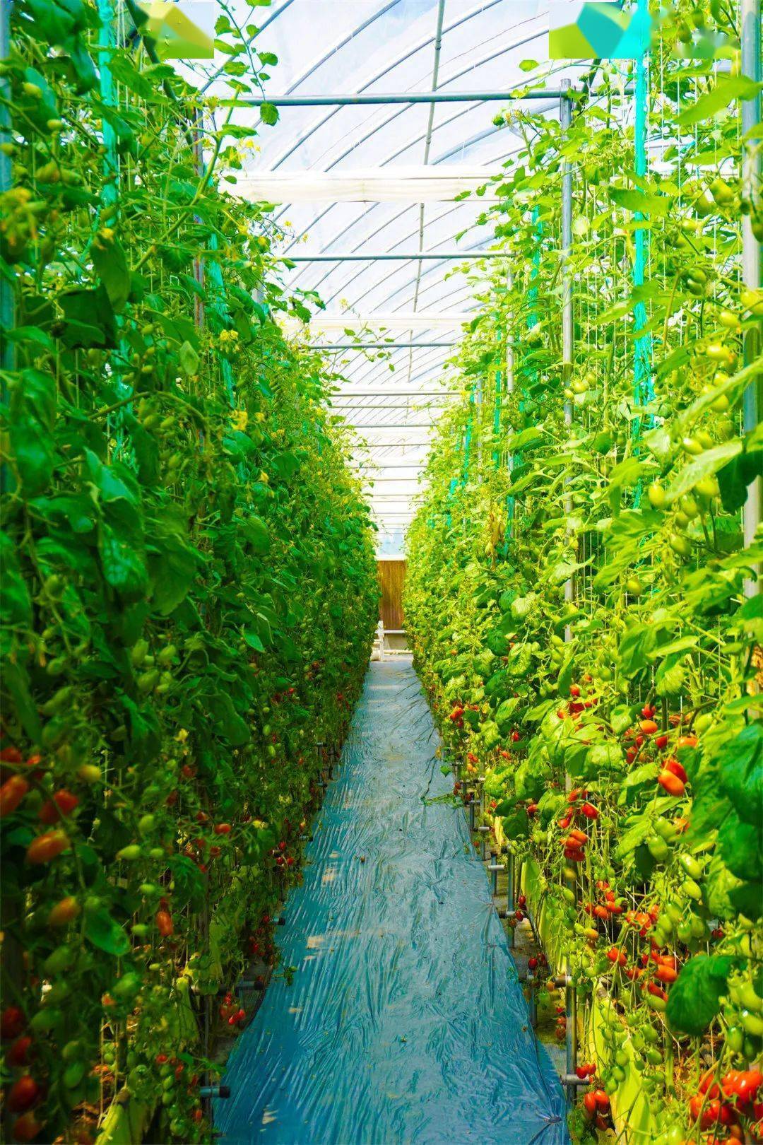 海盐竟然有这么一家科技智慧喜番乐有机生态农场听说这里有水果蔬菜中