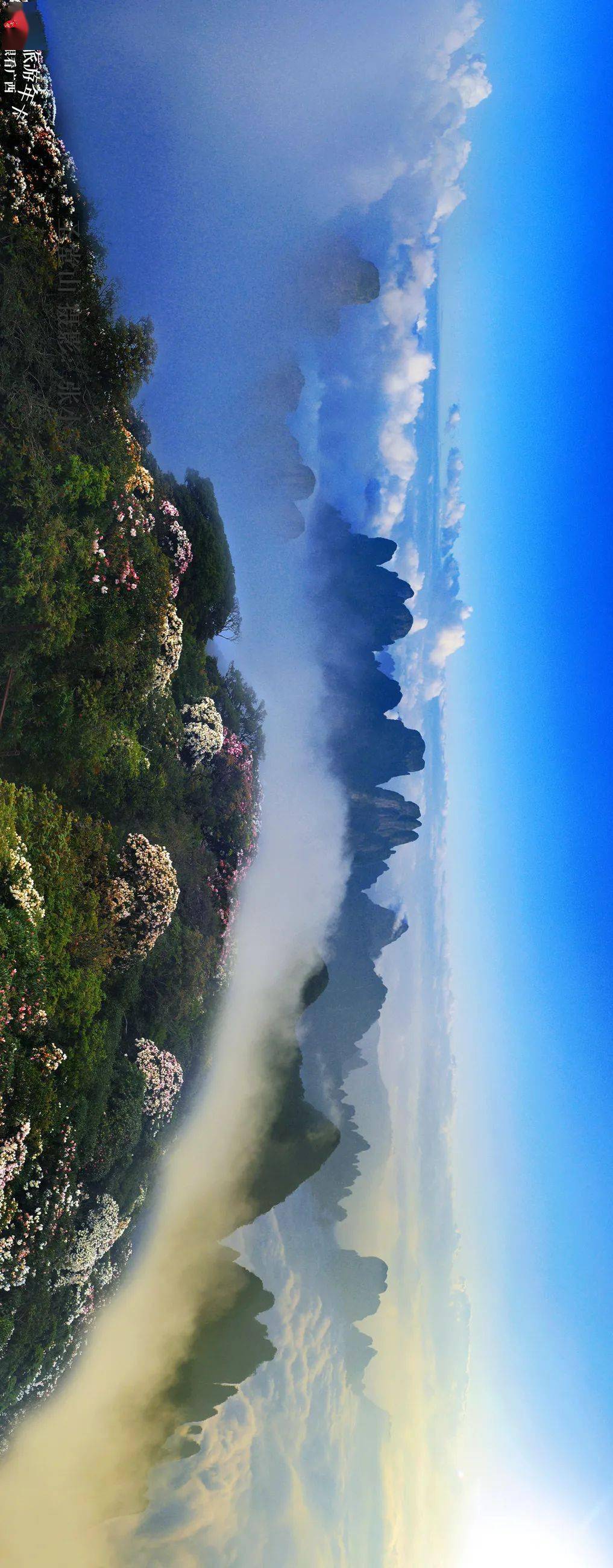 人间仙境圣堂山 漫山杜鹃在云海