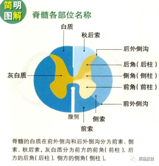 3d解剖丨內分泌系統神經系統