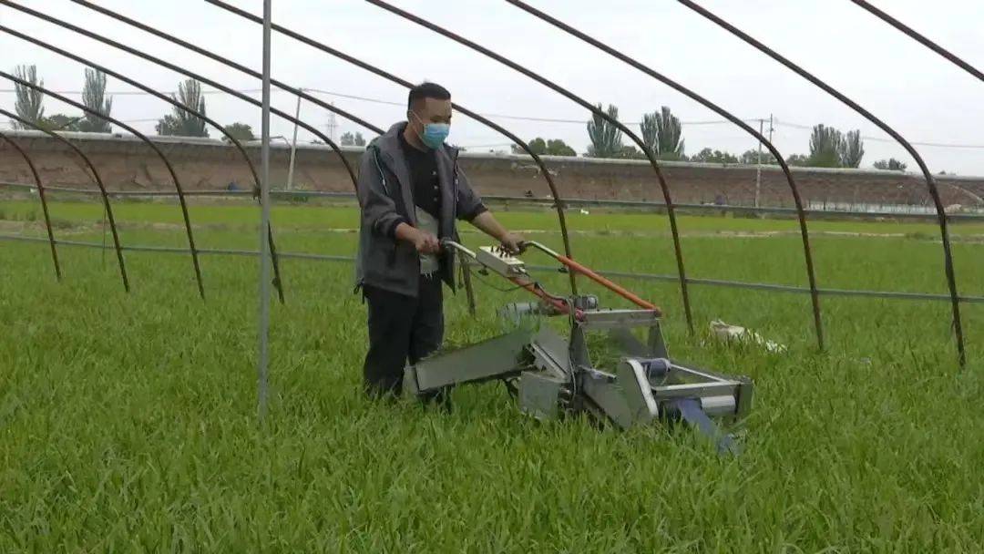 【喜迎自治区第十三次党代会】机械化作业让田间小韭菜焕发绿色大生机