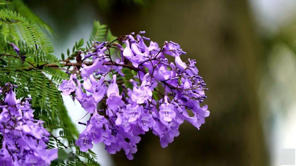 【視頻】遇見藍花楹 邂逅北川初夏的浪漫_紫色_喬木_石泉