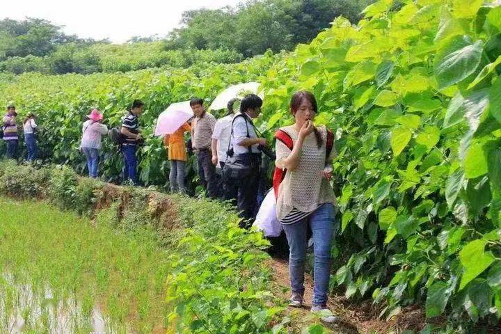 【合肥三农在行动】系列报道之341