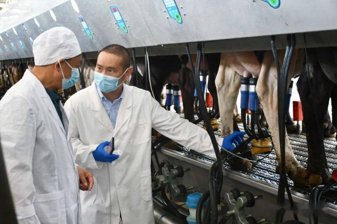 大理·人物 | 李会民:把科技"星火"播撒在畜牧产业一线的"牛"专家