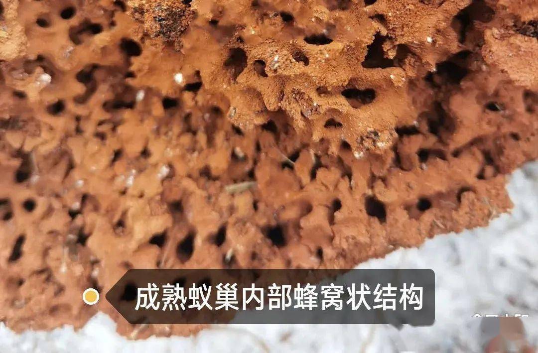 红火蚁防控科普知识_蚁巢_蚁后_进行