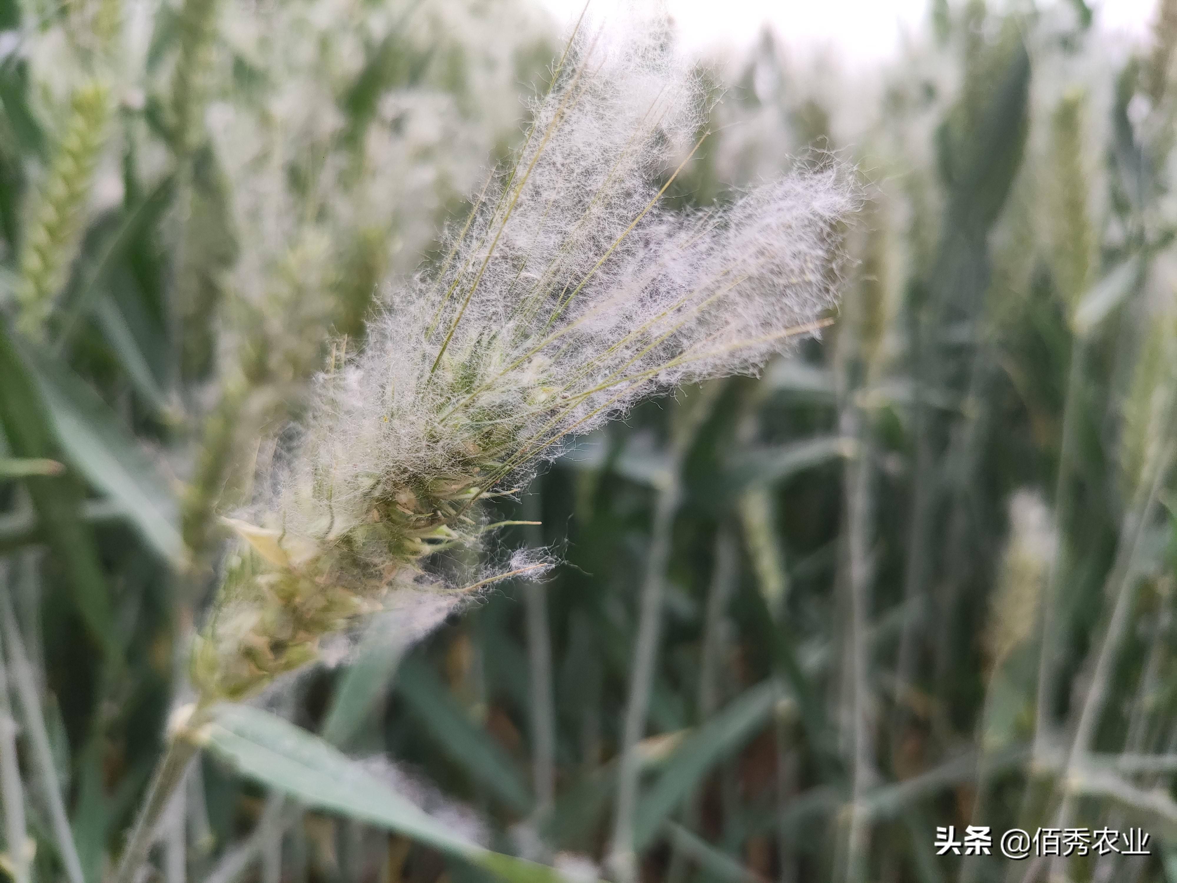 杨絮已成公害安徽网友呼吁全面禁栽杨树林业部门给予回应