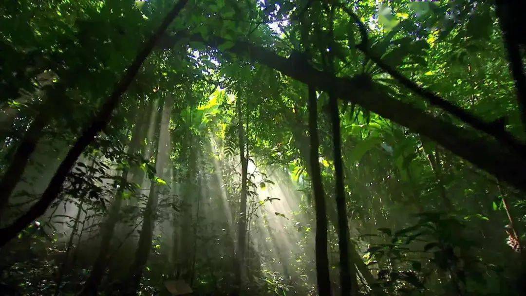 神奇生物在哪裡西雙版納告訴你榕樹與榕小蜂穿越千萬年的親密緣分