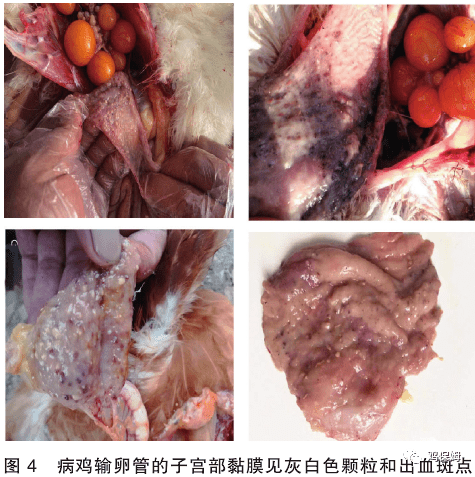鸡吸血虫病——又双叒叕_输卵管_虫体_子宫