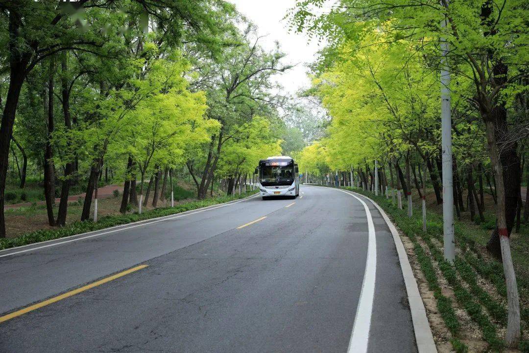 五月初夏秦皇岛槐花伴海万里飘香盛放