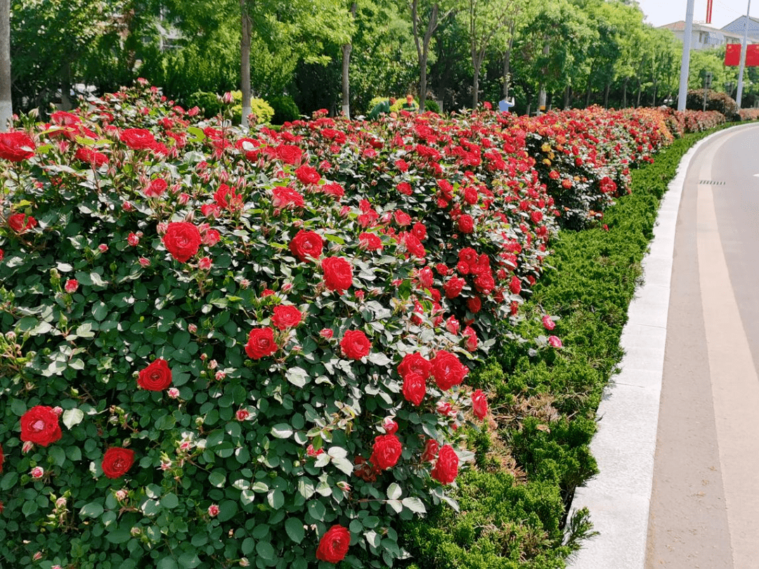 路边玫瑰花坛图片