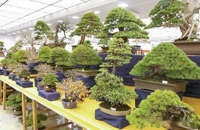 绝美的国外盆景园欣赏