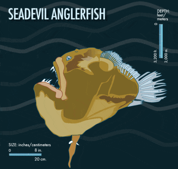 绝佳的繁殖策略鮟鱇把软饭吃到极致最后变成配偶的器官