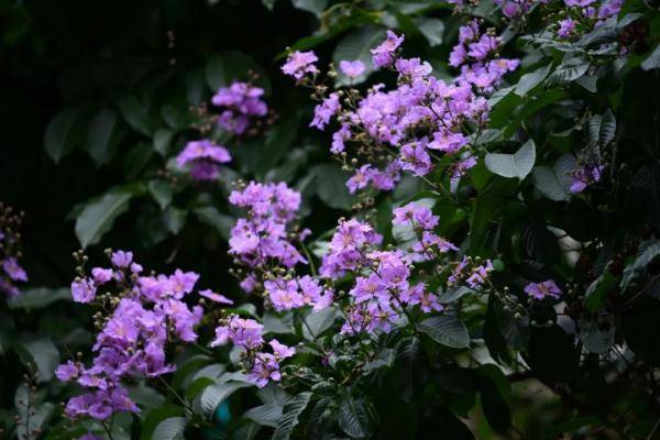 美不胜收！大叶紫薇正盛放，广州这些地方可赏花